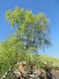 Betula litwinowii. Взрослое дерево. Кабардино-Балкария, Эльбрусский р-н, долина р. Ирик, ок. 2600 м н.у.м. 13.07.2016.