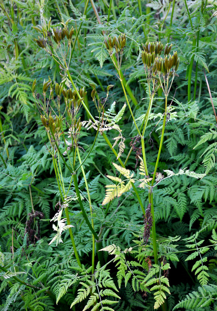 Image of Myrrhis odorata specimen.