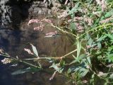 род Persicaria