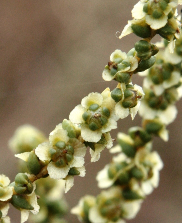 Изображение особи Salsola laricina.