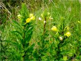 Oenothera rubricaulis. Верхушки цветущих растений. Украина, Ивано-Франковская обл., Поляницкий региональный ландшафтный парк, \"Скалы Довбуша\", луг. 04.07.2016.