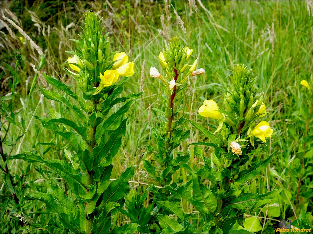 Изображение особи Oenothera rubricaulis.