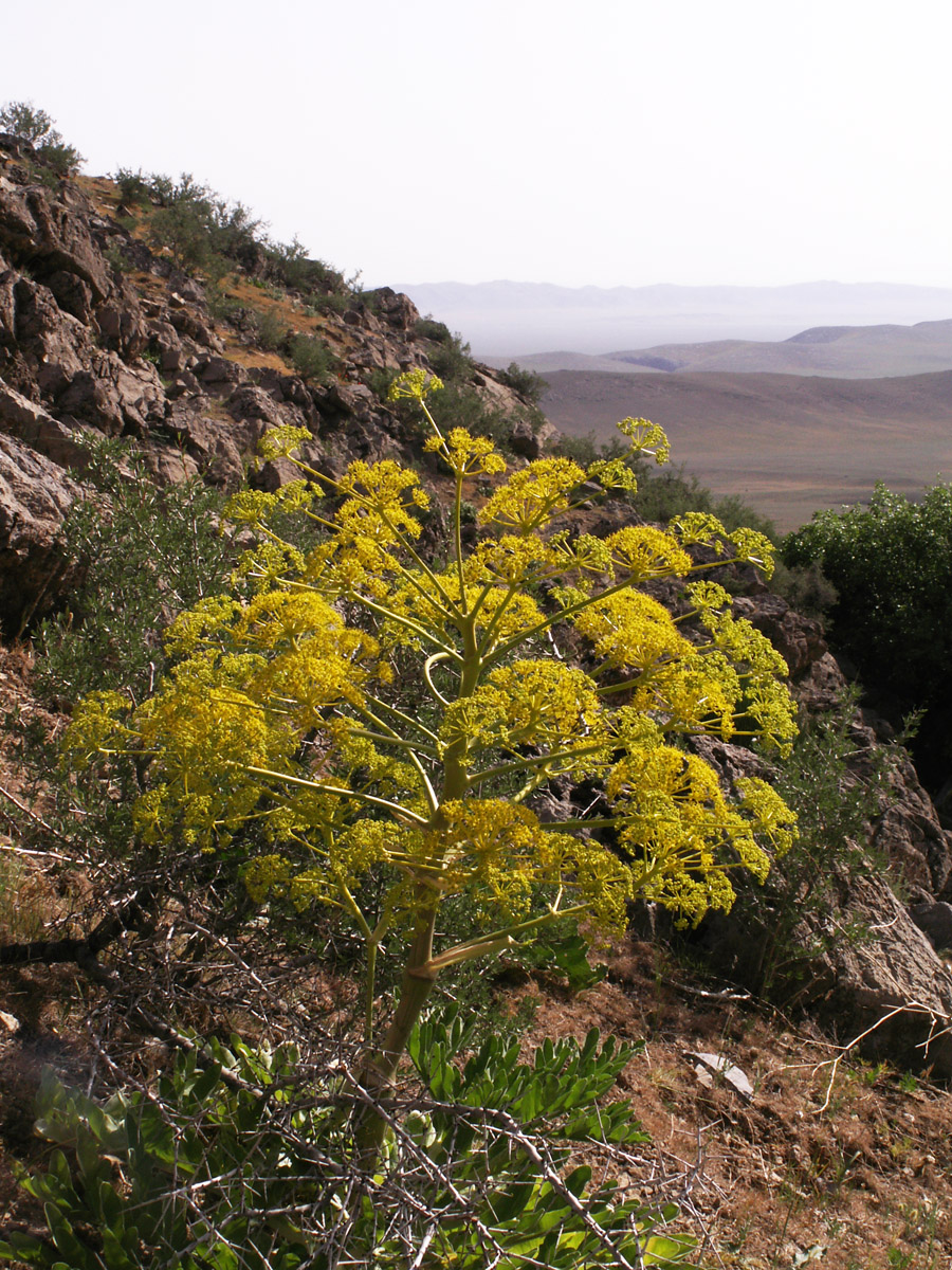 Image of Ferula diversivittata specimen.