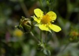 Potentilla argentea