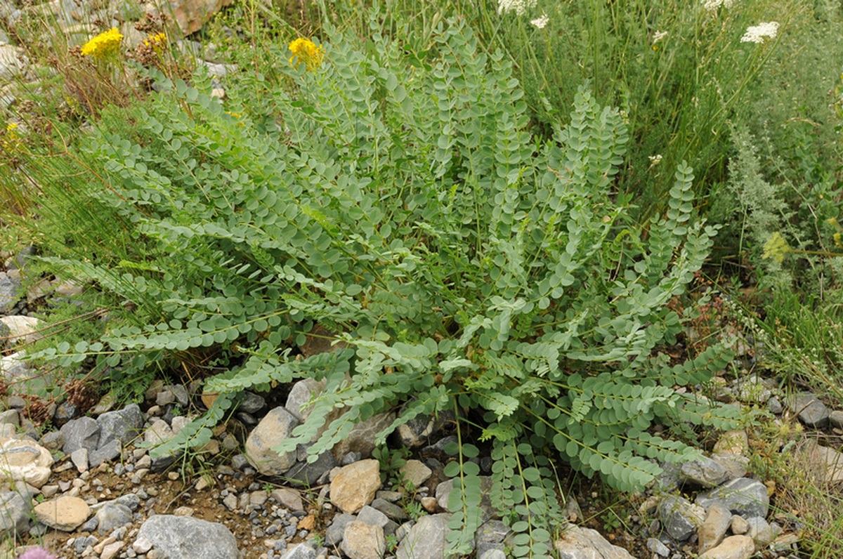 Image of Astragalus sewertzowii specimen.