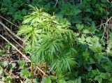 Paeonia anomala