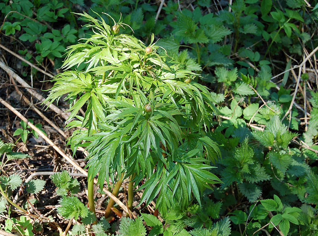 Image of Paeonia anomala specimen.