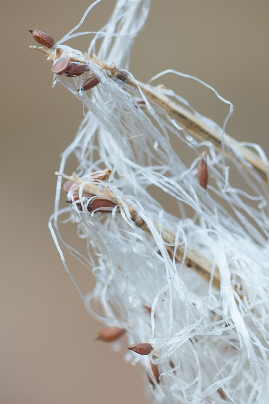 Image of Trichophorum alpinum specimen.