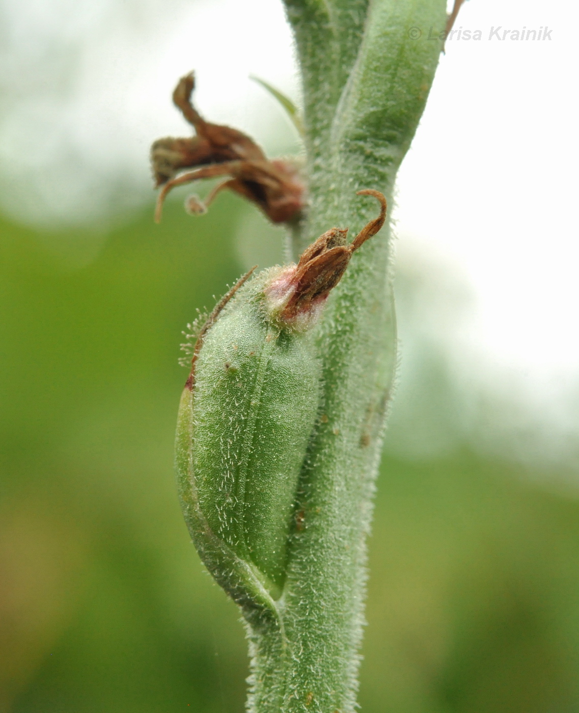 Image of Spiranthes australis specimen.