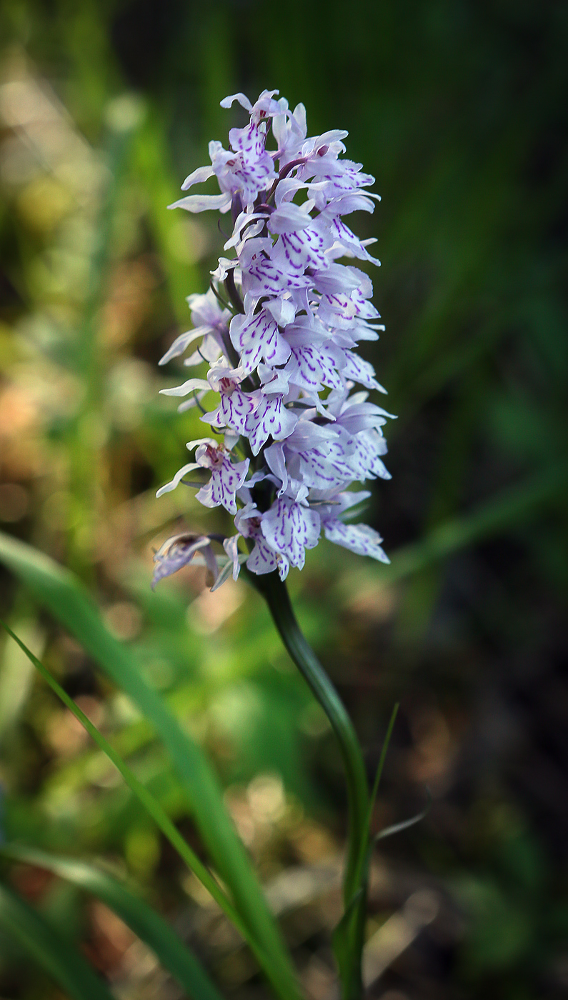 Image of Dactylorhiza fuchsii specimen.