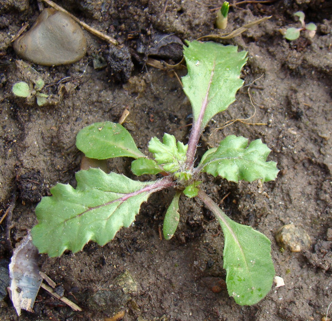 Изображение особи Senecio vulgaris.