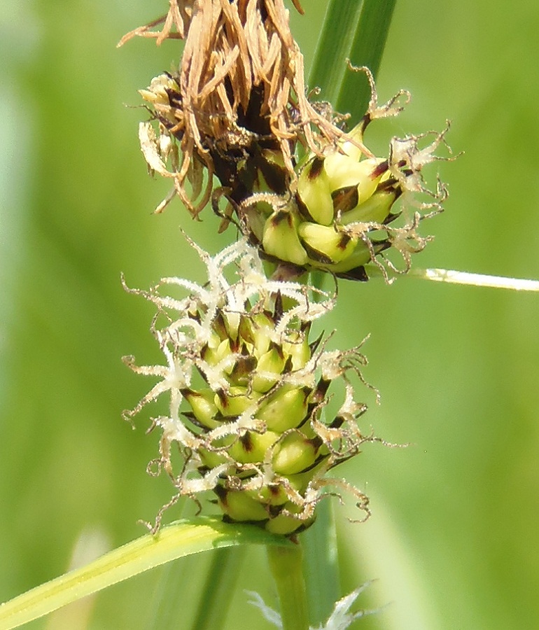 Изображение особи Carex extensa.