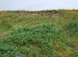Erodium ciconium