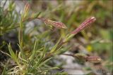 Silene jailensis