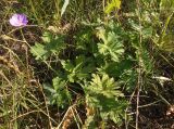 Geranium collinum