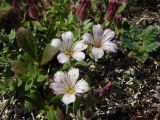 Gypsophila violacea