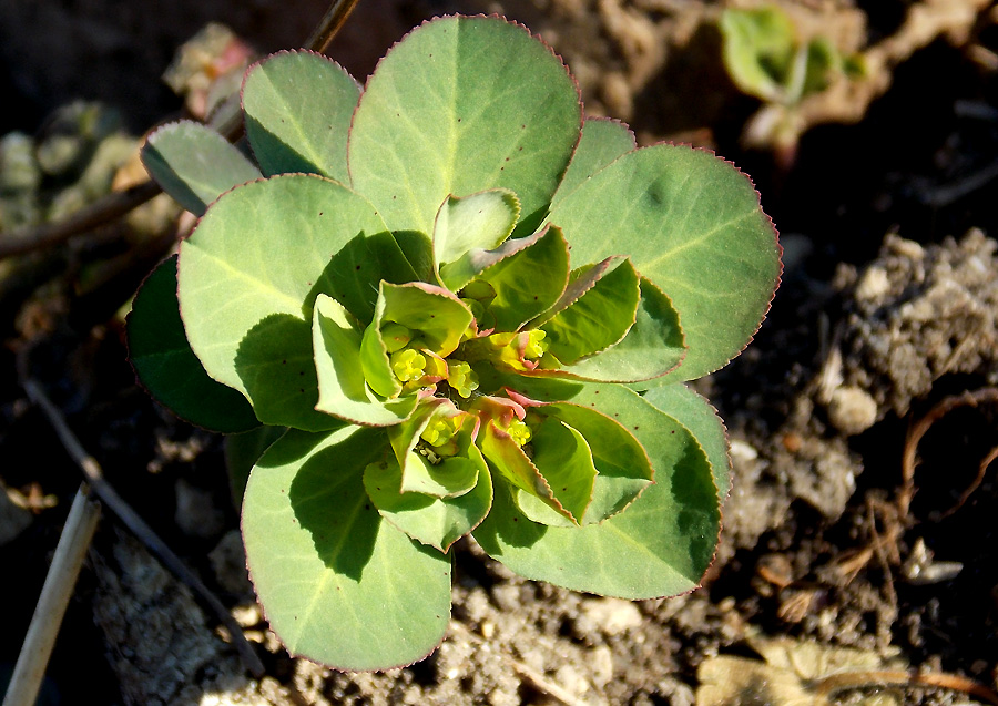 Изображение особи Euphorbia helioscopioides.