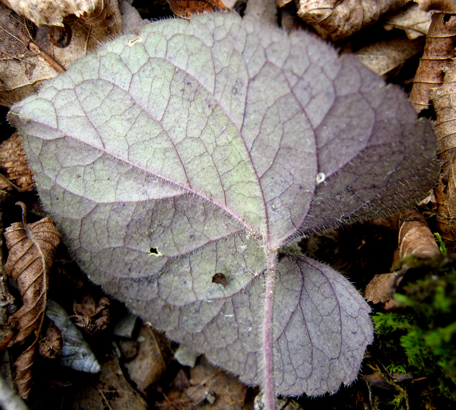 Image of Viola dehnhardtii specimen.