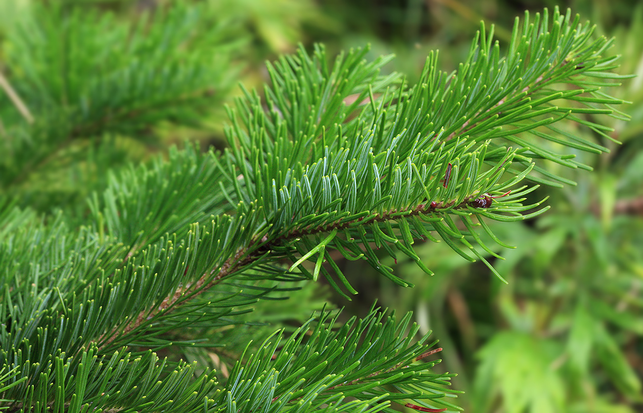 Изображение особи Abies sachalinensis.