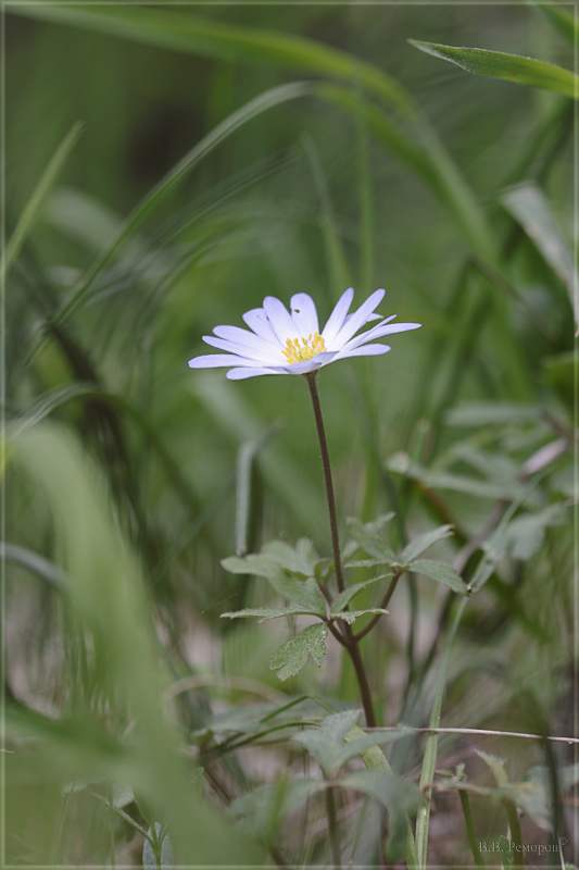 Изображение особи Anemone banketovii.