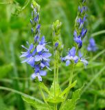 Veronica teucrium. Соцветия. Пензенская обл., Лунинский р-н, окр. с. Ферлюдинка, левый берег р. Шукша, опушка сосново-широколиственного леса. 19 июня 2015 г.