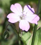 Geranium pyrenaicum. Элементарное соцветие (двухцветковый зонтик). Крым, Чатырдаг. 23.07.2009.