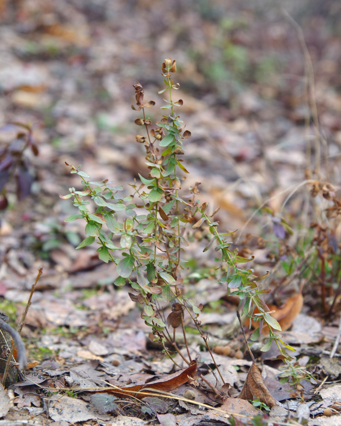 Изображение особи род Hypericum.