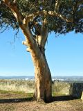genus Eucalyptus. Ствол и нижняя часть кроны. Португалия, округ Порталегри, г. Elvas, озеленение. Январь.