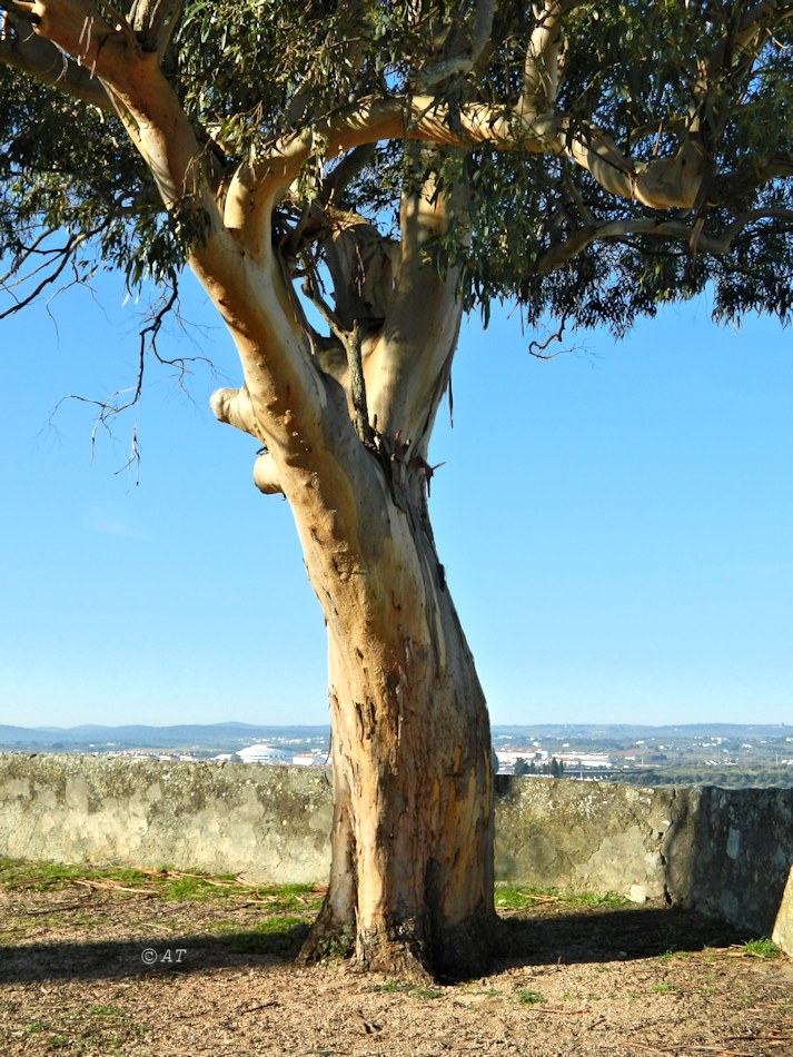 Image of genus Eucalyptus specimen.