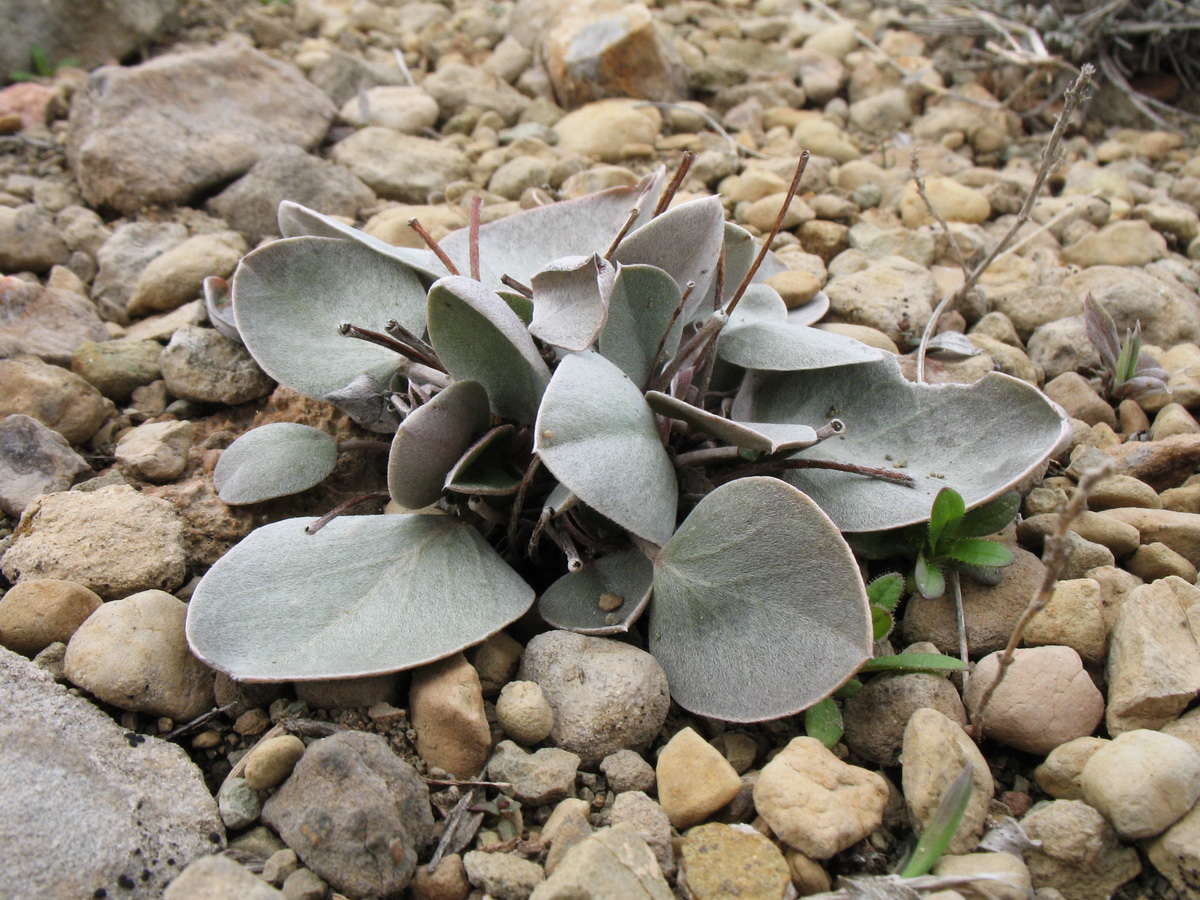 Изображение особи Hedysarum plumosum.