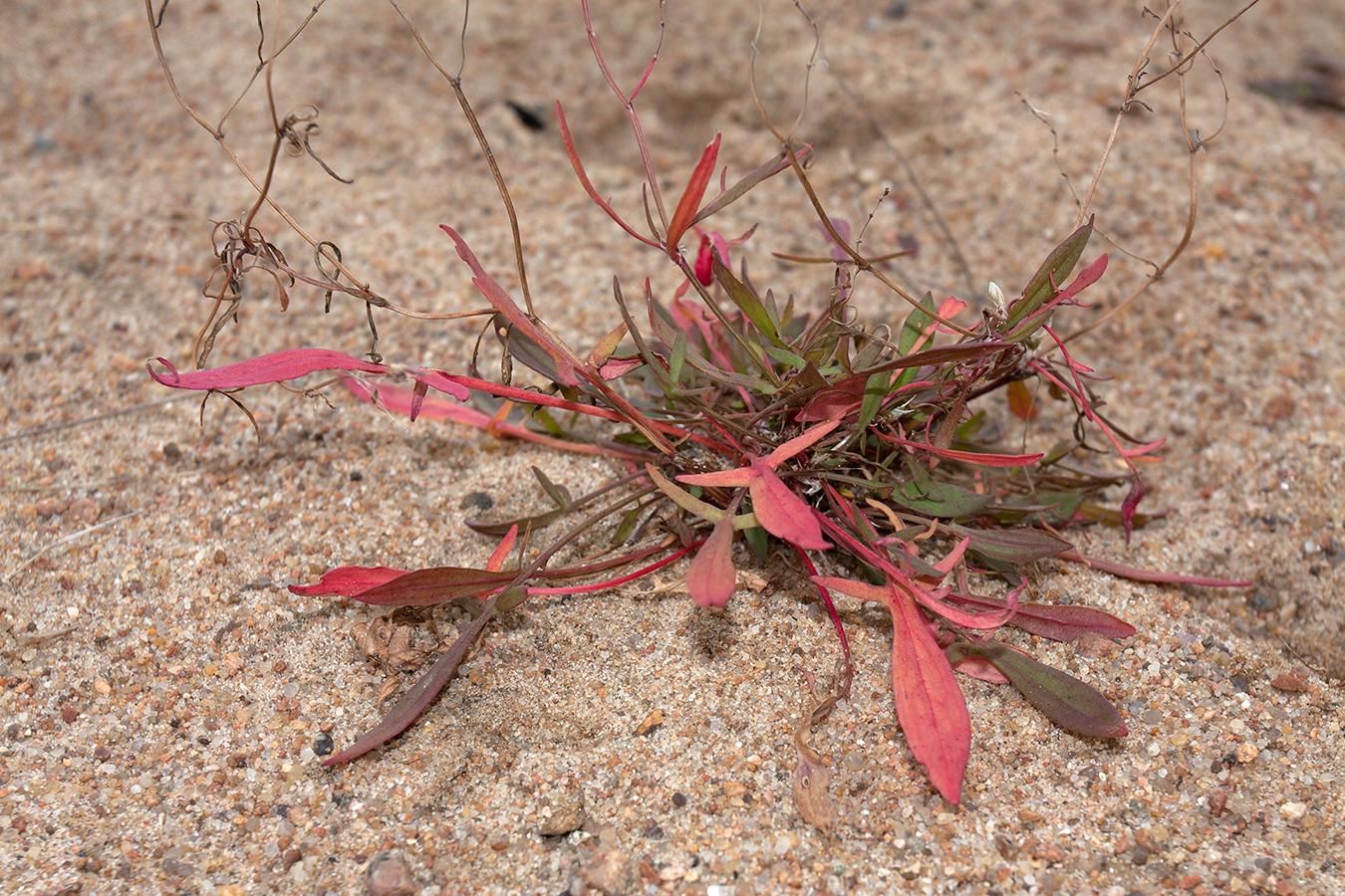 Image of Rumex acetosella specimen.