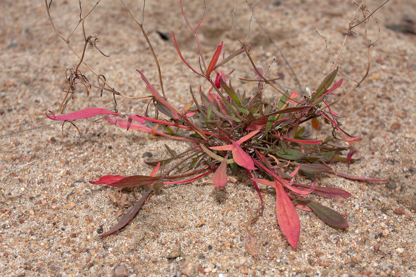 Изображение особи Rumex acetosella.