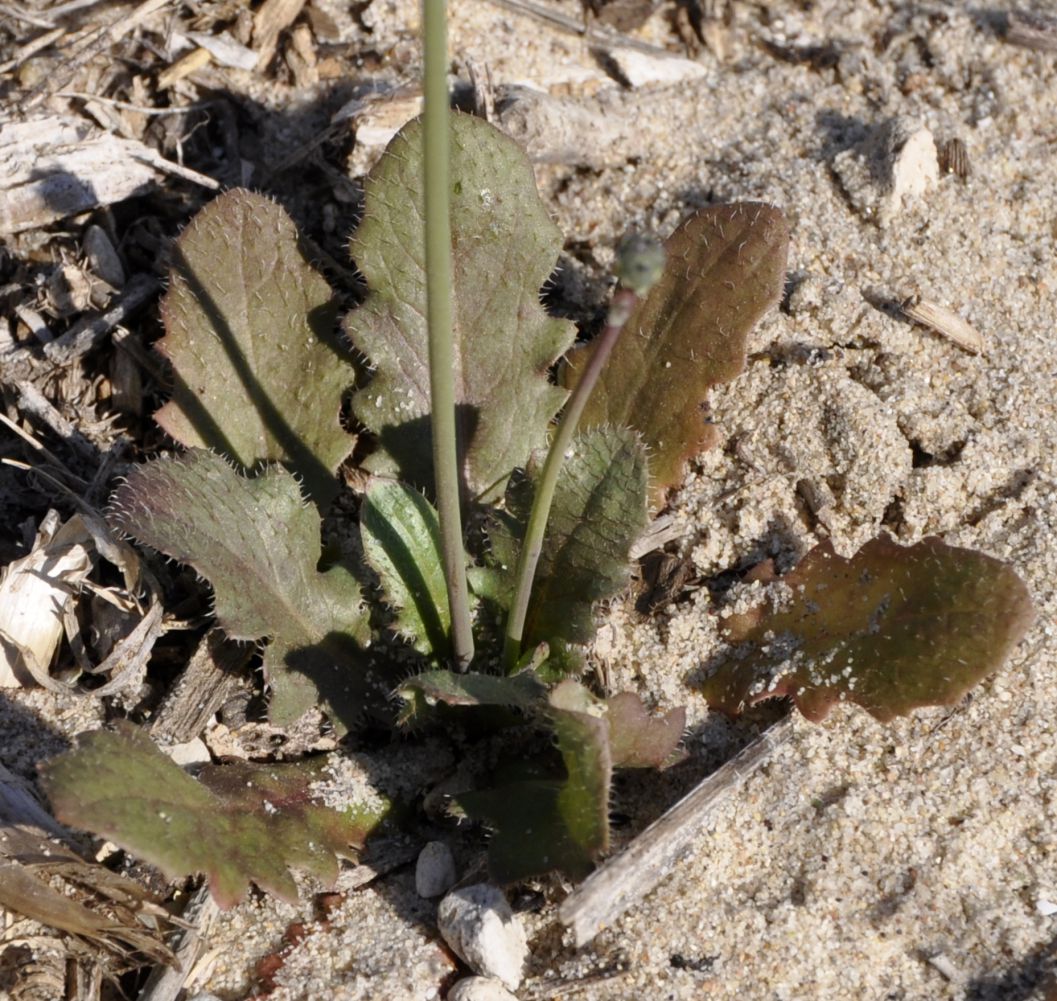 Изображение особи Hypochaeris glabra.
