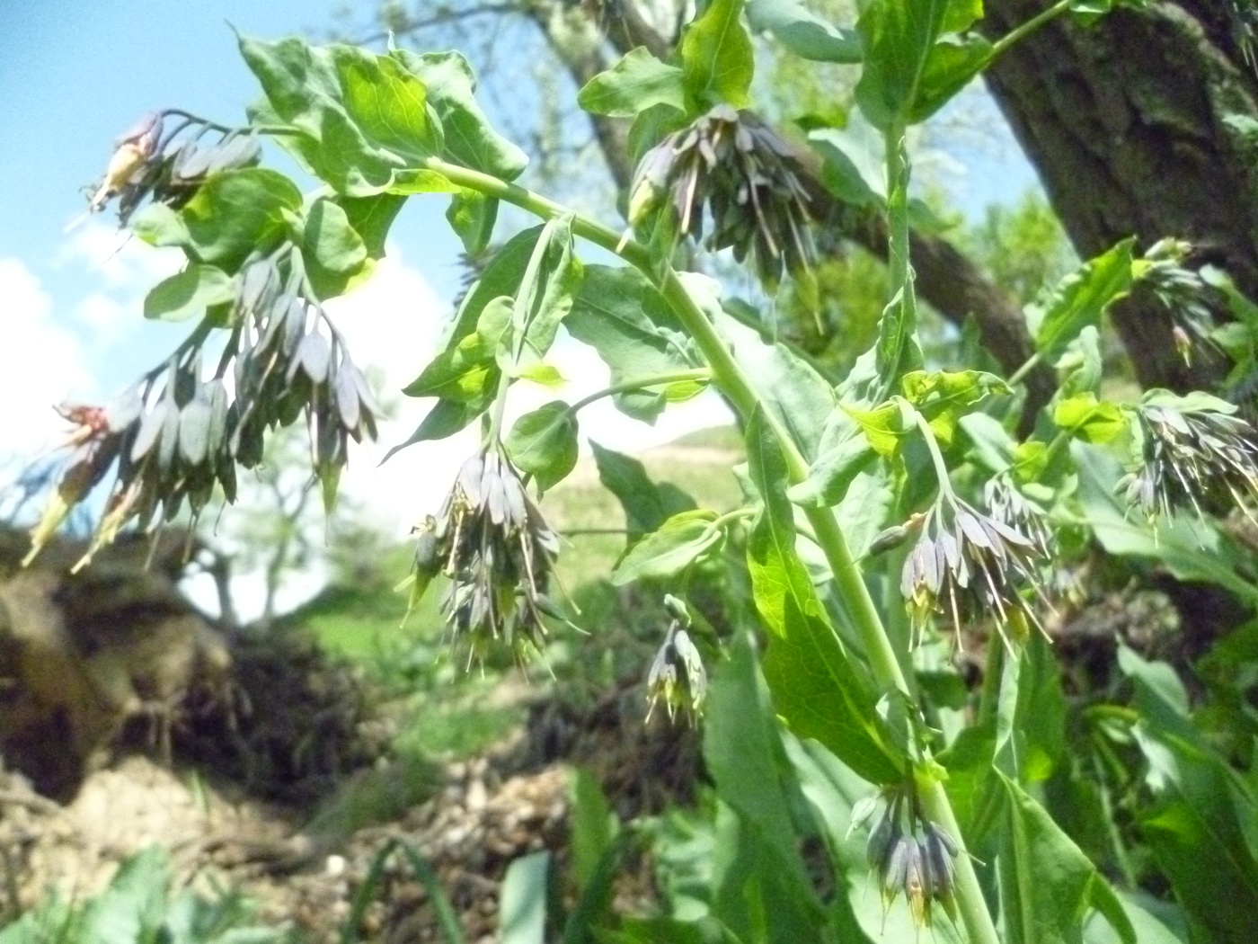 Изображение особи Trachelanthus hissaricus.