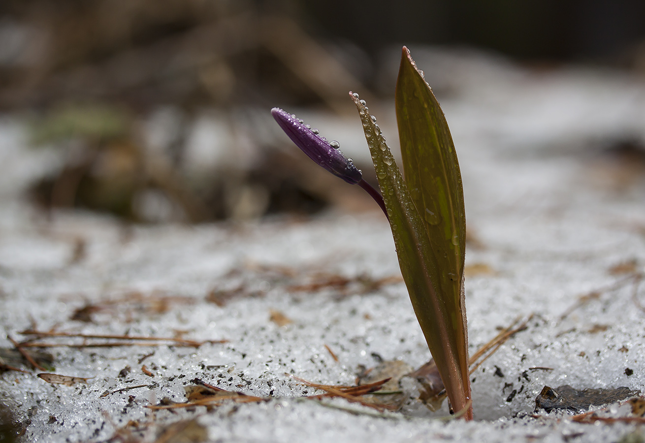 Изображение особи Erythronium sibiricum.