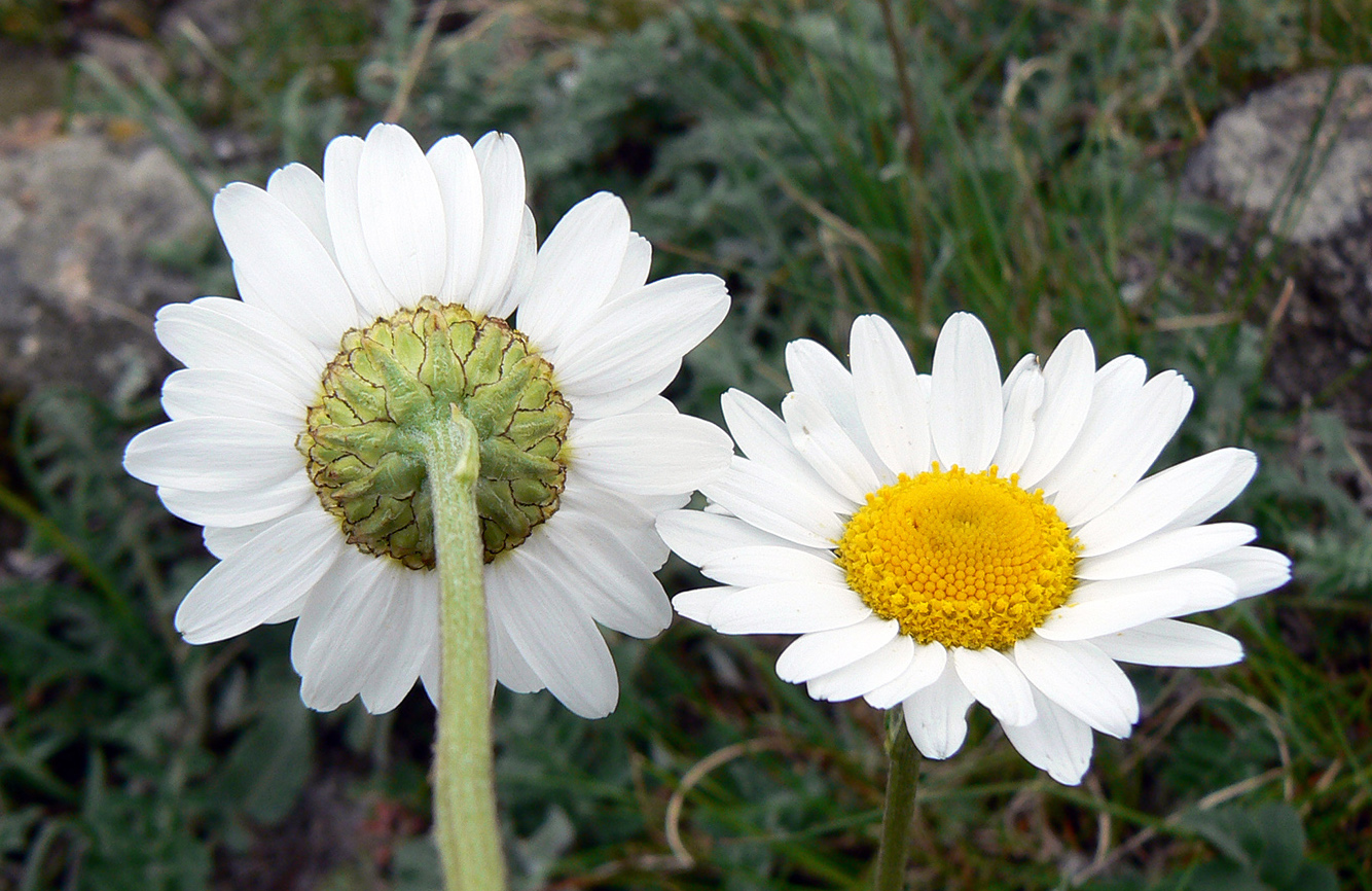 Изображение особи Tripleurospermum nathaliae.