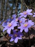 Hepatica nobilis