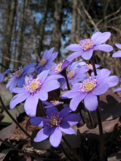 Изображение особи Hepatica nobilis.