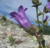 Campanula komarovii