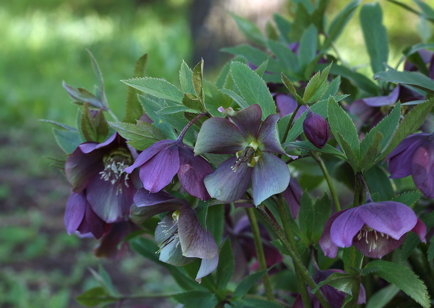 Image of Helleborus abchasicus specimen.