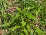 Myosotis sparsiflora