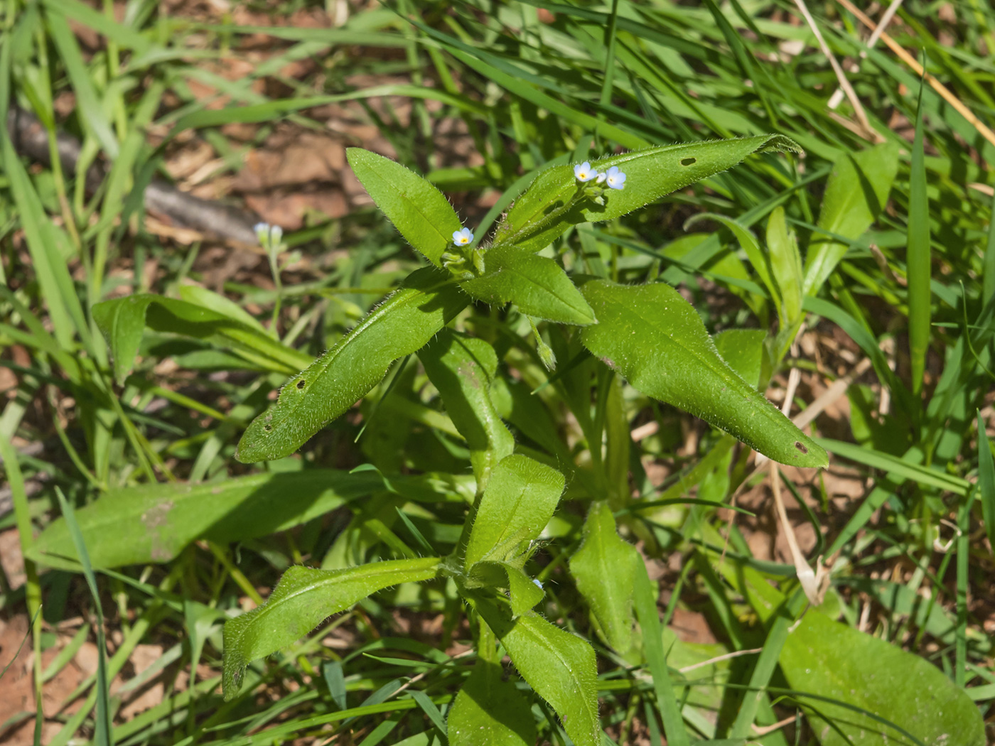 Изображение особи Myosotis sparsiflora.