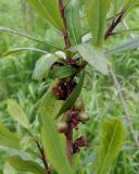 Daphne mezereum