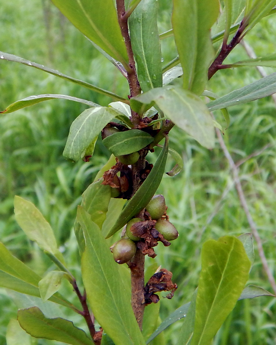 Image of Daphne mezereum specimen.