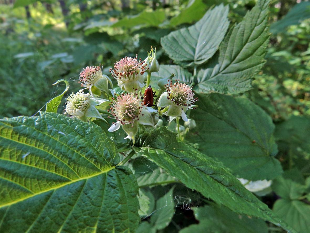 Image of Rubus occidentalis specimen.