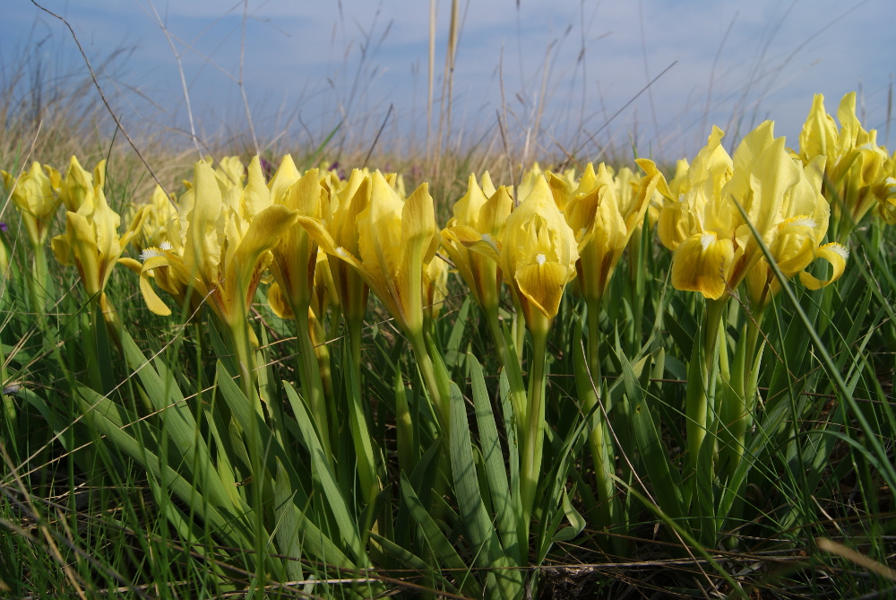 Изображение особи Iris pumila.