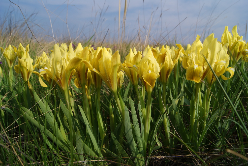 Image of Iris pumila specimen.