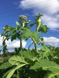 Heracleum sosnowskyi