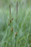 Carex lasiocarpa