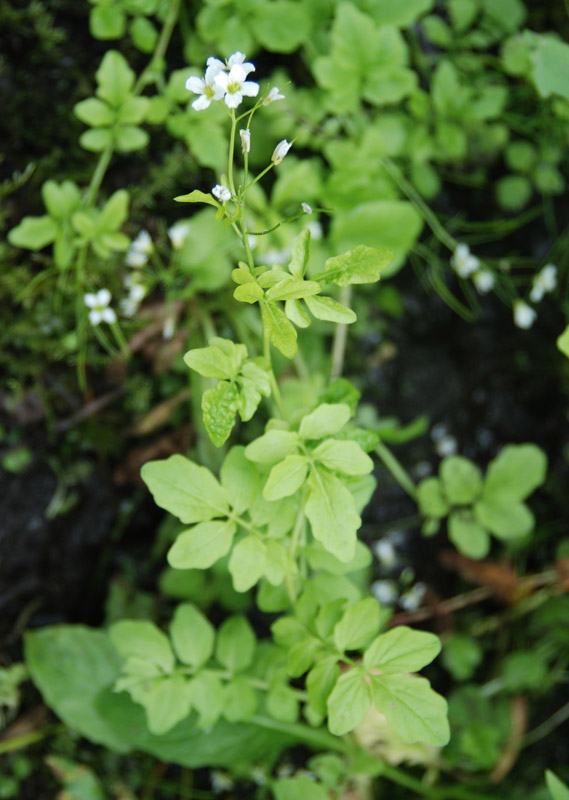 Image of Cardamine amara specimen.